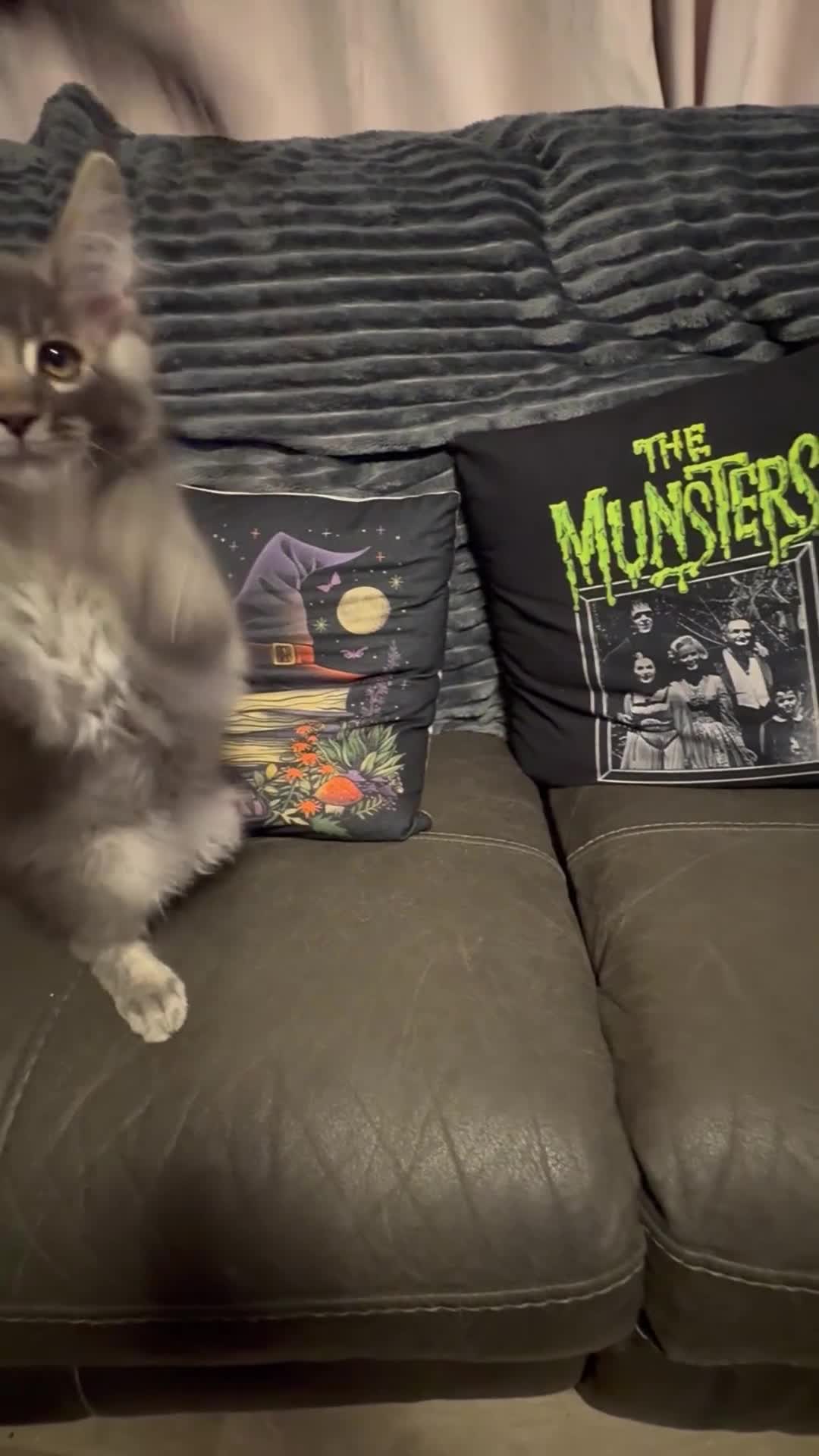 Maine Coon cats for sale: Ready to go TICA Maine Coon kittens active pods - Video 1