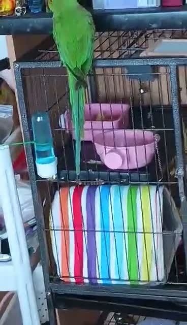 Ringnecks birds for sale: Ringneck parrot 5 months old friendly but not in Birkenhead - Video 3