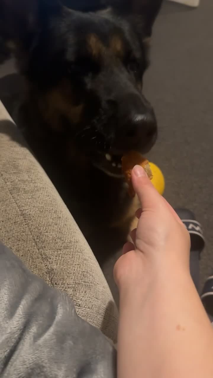 German Shepherd dogs for sale: Luna 8 years old - Video 1