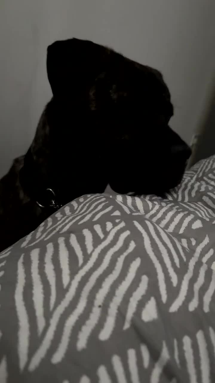 Mixed Breed dogs for sale: urget rehome Cane corso mix - Video 1