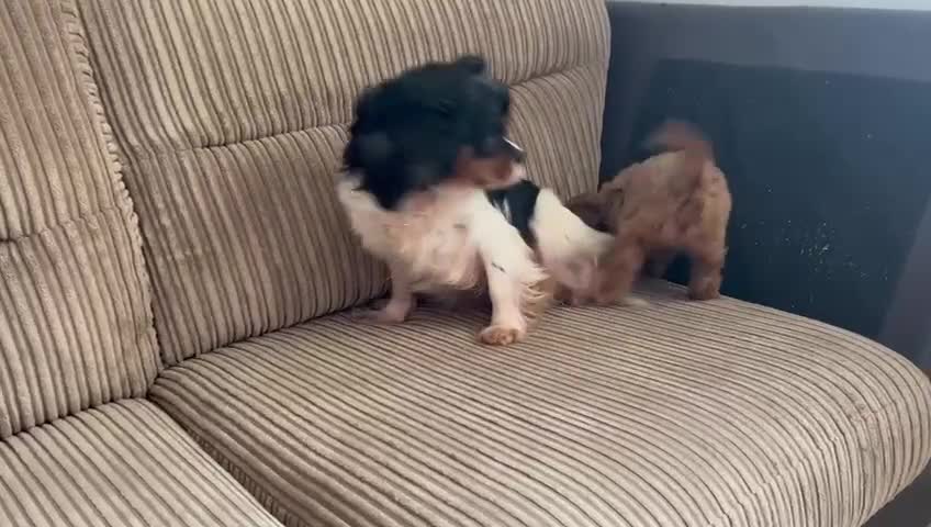 Cavapoo dogs for sale: Cavapoo (Girl) - Video 2