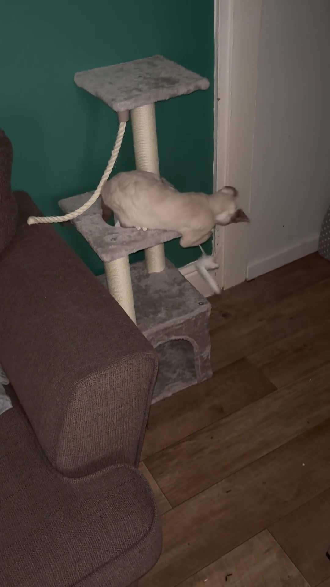 Devon Rex cats for sale: Devon Rex “Chino” - Video 1