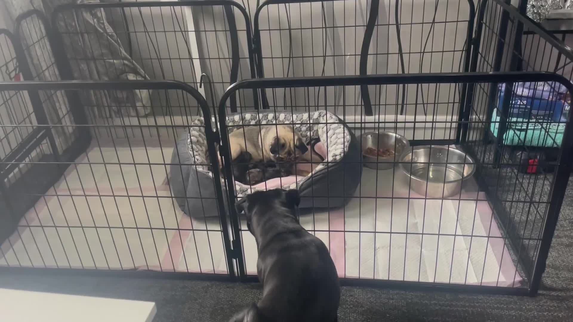 Pug dogs for sale: 4 beautiful pugs for sale 1 boy 3 girls  - Video 2