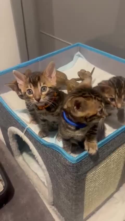 Bengal cats for sale: 💕 Adorable Rosetted bengal Kittens 💕 - Video 2