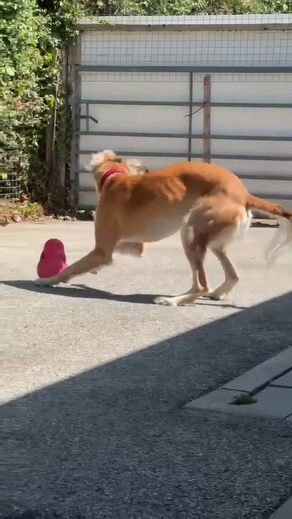 Lurcher dogs for adoption: Falkor - Video 3