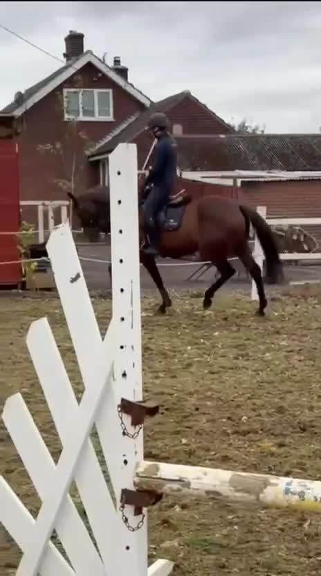 Irish Thoroughbred horses for sale: Super talented yet safe and level headed! in Newark - Video 4