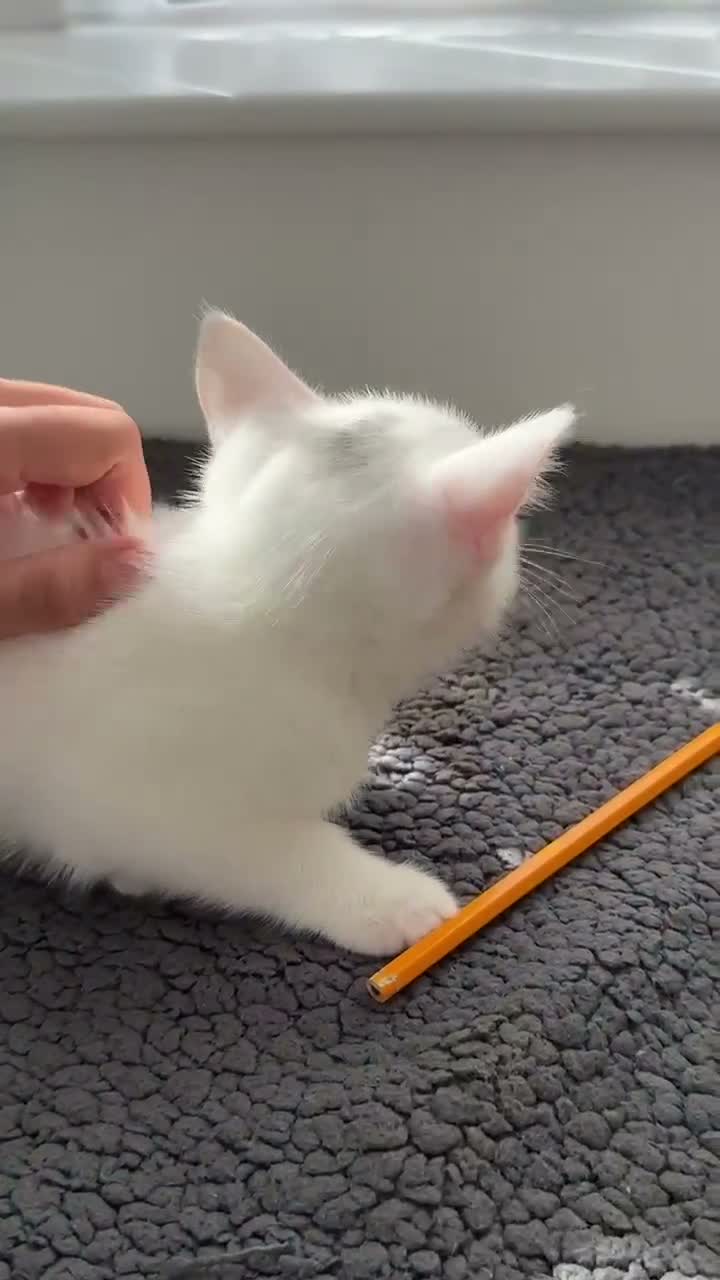 Turkish Angora cats for sale: Beautiful kitten ready for new home  - Video 1