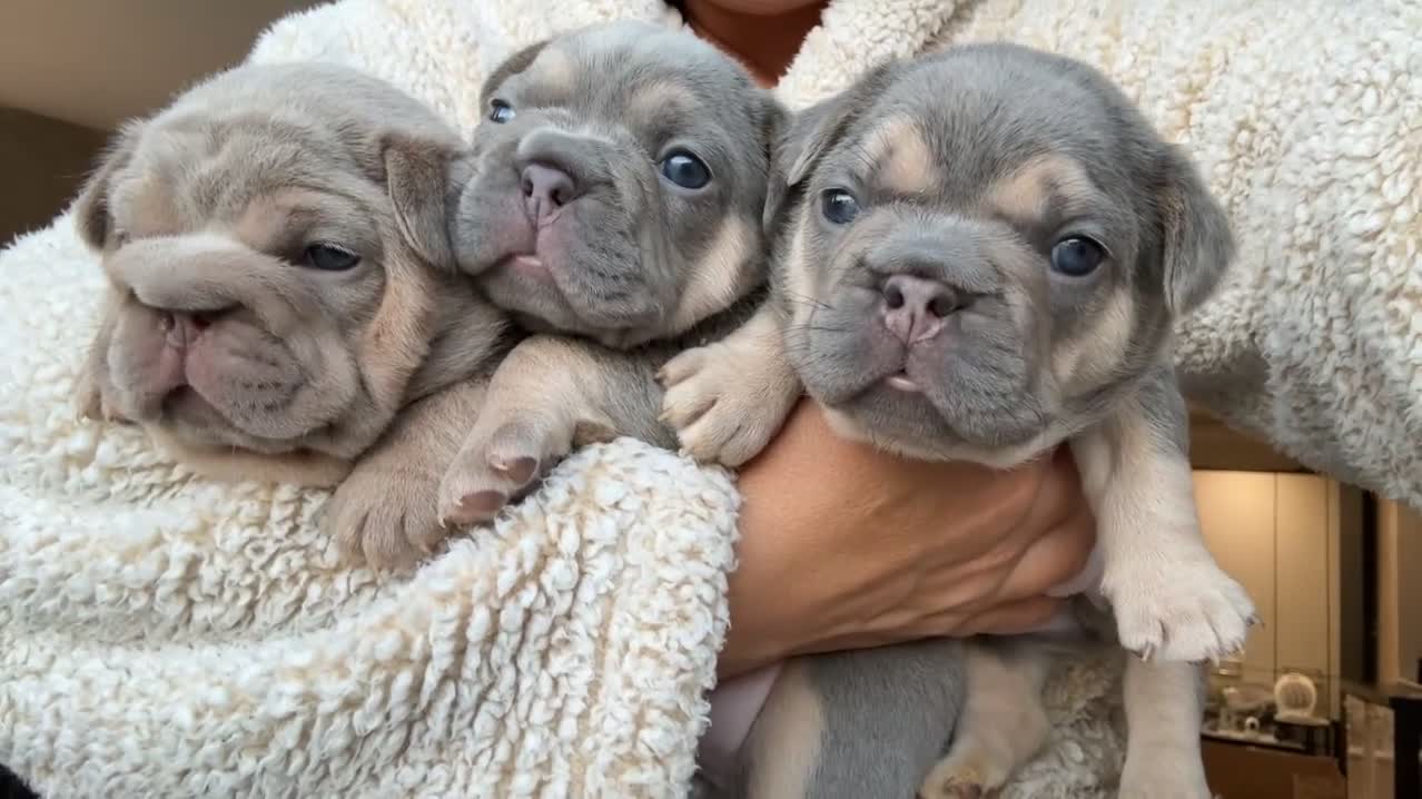 French Bulldog dogs for sale: French bulldog puppies  - Video 1