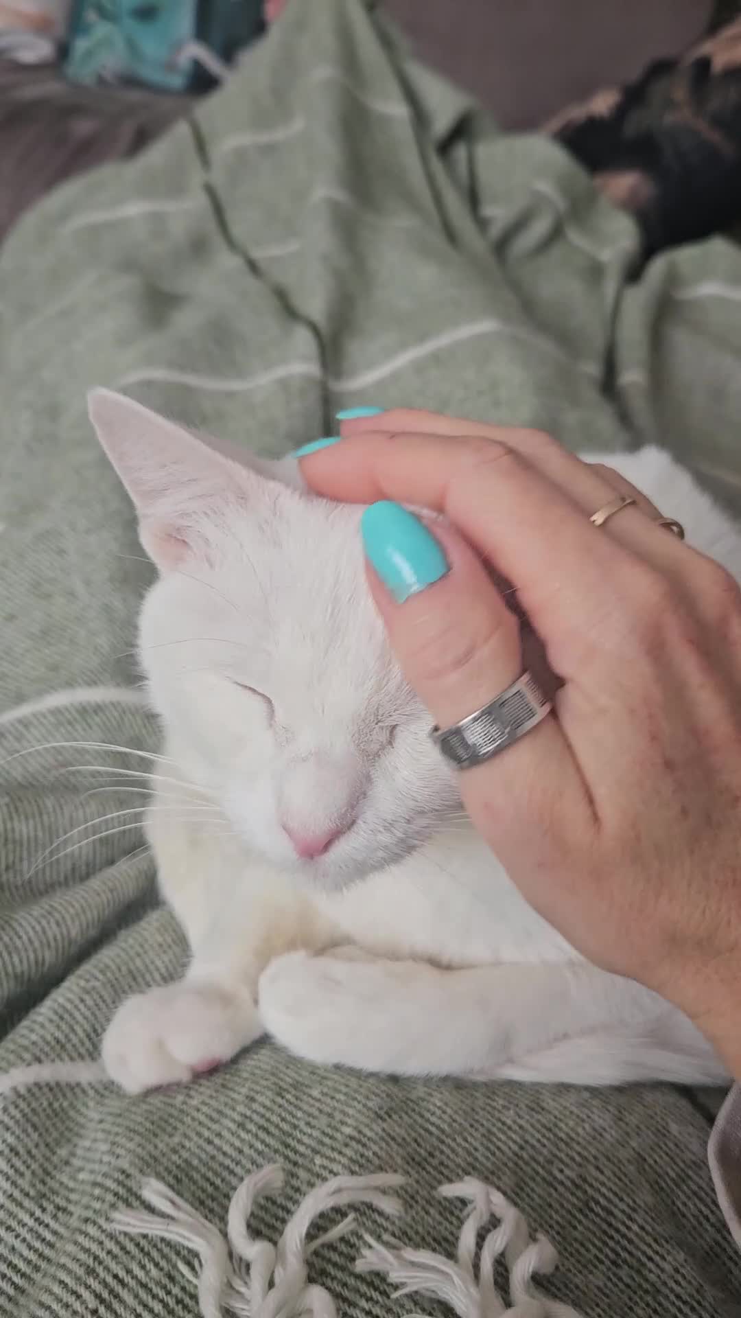 Arabian Mau cats for sale: Lola is waiting for a new loving family - Video 1