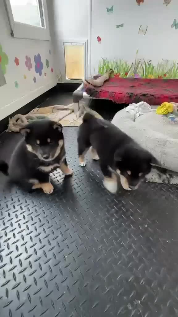 Japanese Shiba Inu dogs for sale: Elite Japanese Shiba Inu puppies, pure excellence - Video 1