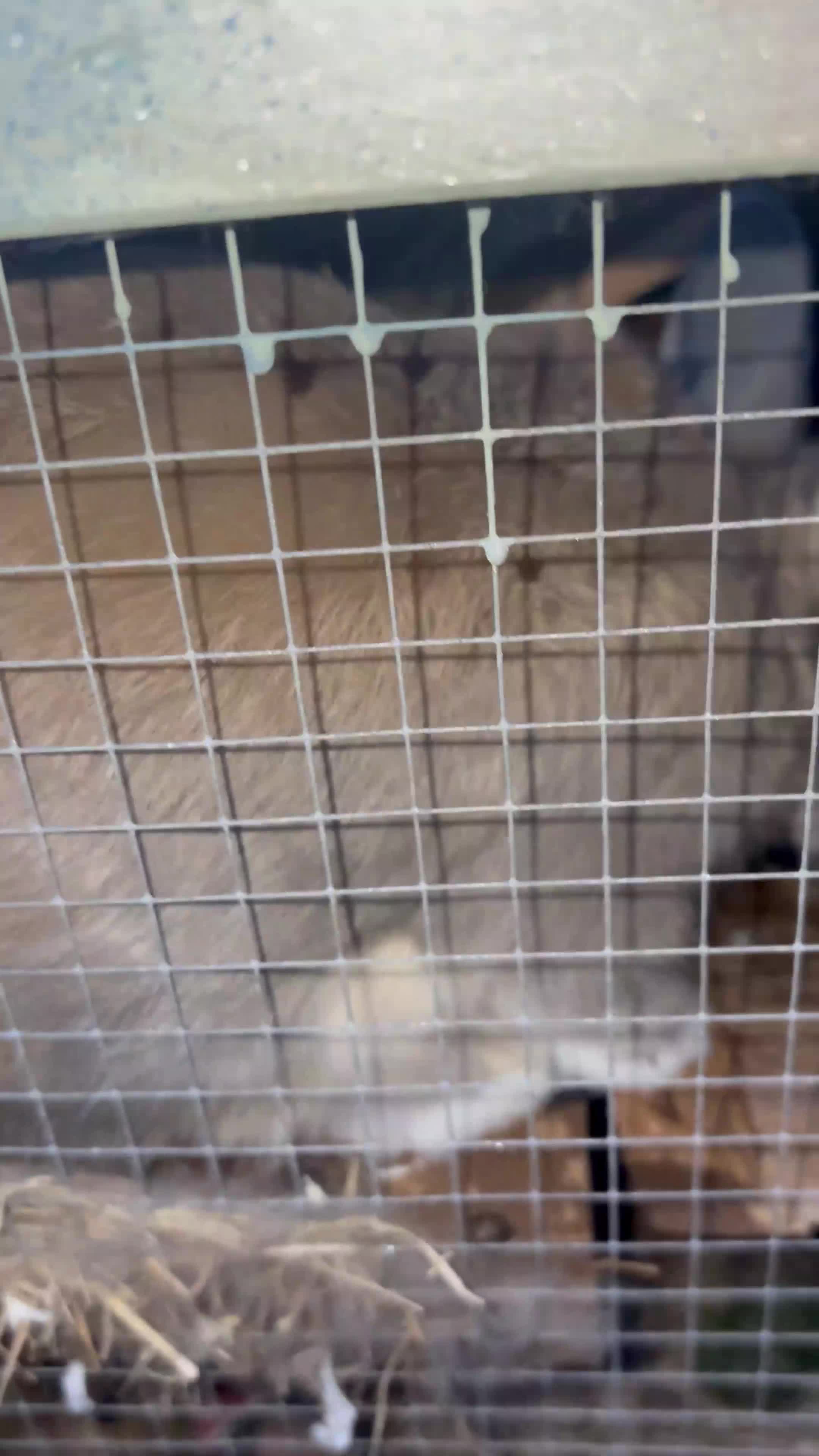 Netherland Dwarf rabbits for sale: cute Netherland dwarf bunnies in Abingdon - Video 2