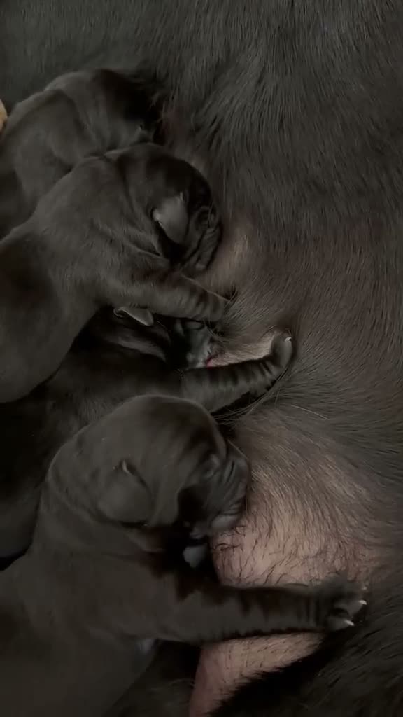 Labrador Retriever dogs for sale: KC Reg Labrador Pups-Exceptional Working Pedigree in Horsham - Video 3