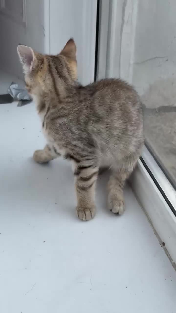 Mixed Breed cats for sale: Adorable Mixed Bengal Kittens- Dad 100% Bengal! - Video 3