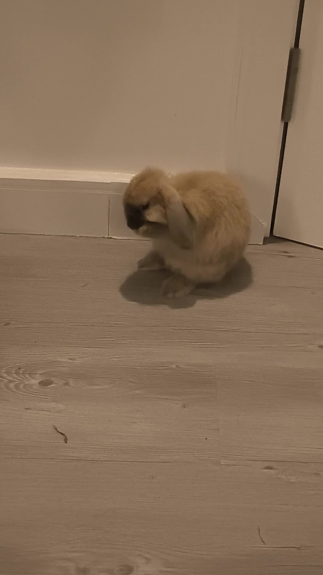 Mini Lop rabbits for sale: 4 months old adorable Mini Lops - Video 1