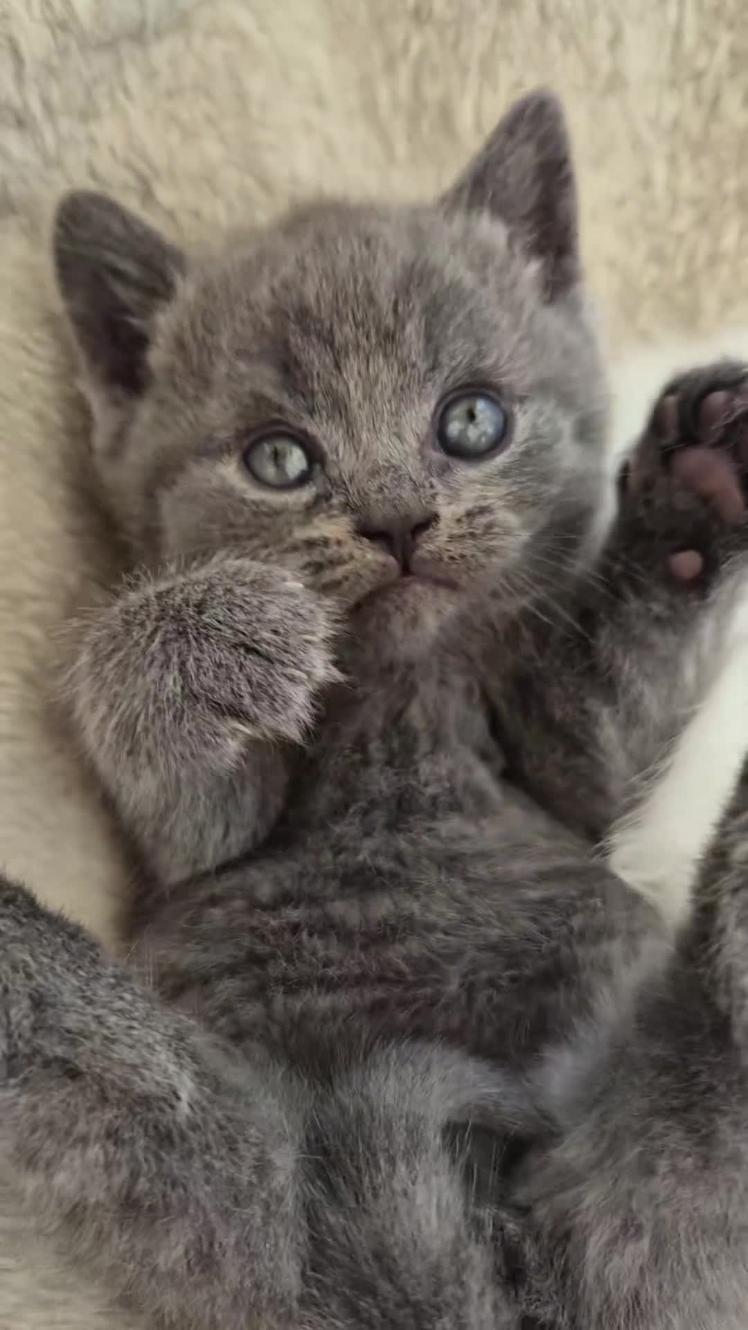 British Shorthair cats for sale: 💙 LAST BLUE BRITISH SHORTHAIR BOY AVAILABLE 💙 - Video 1