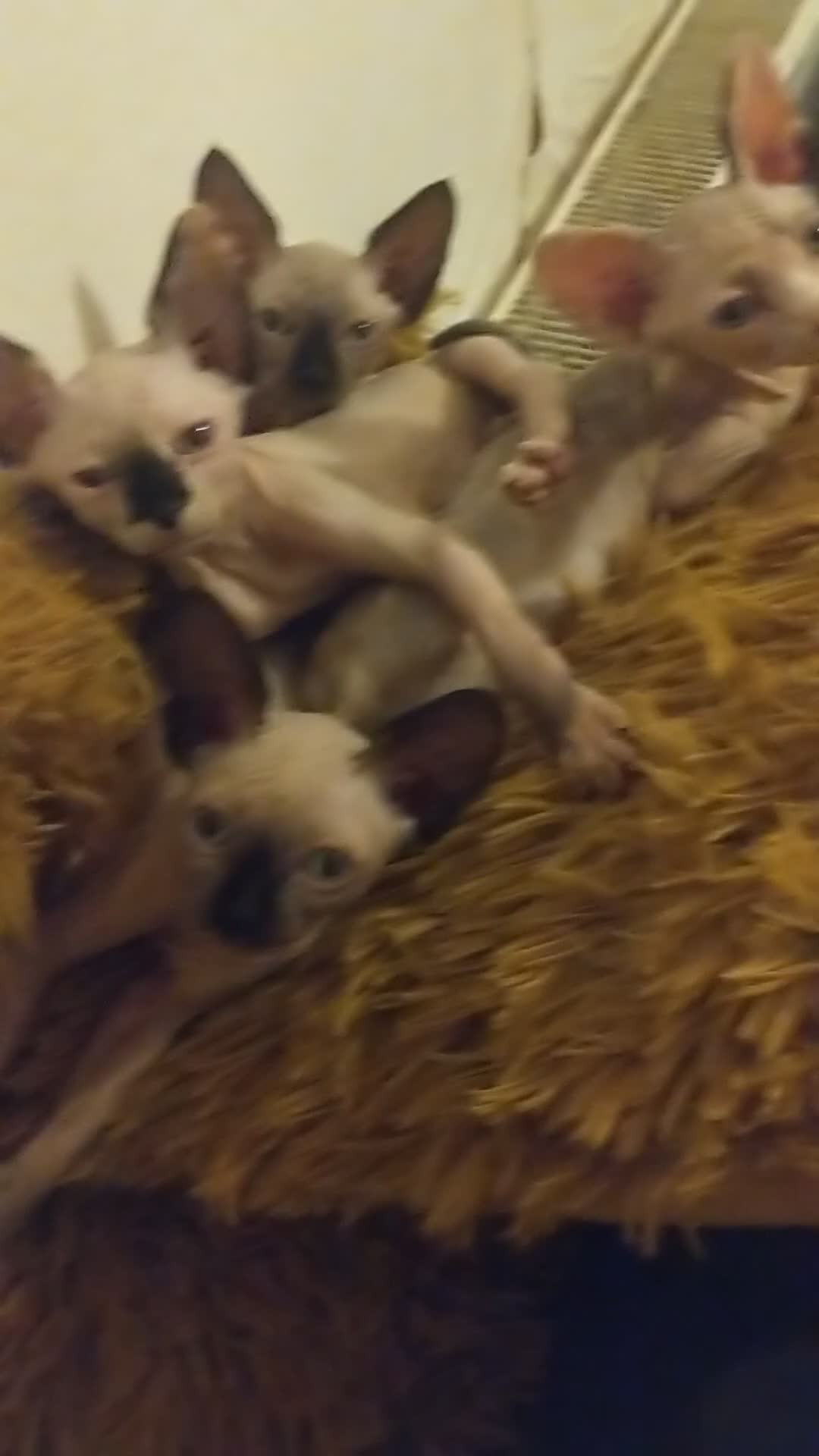 Sphynx cats for sale: Olesja - Video 2