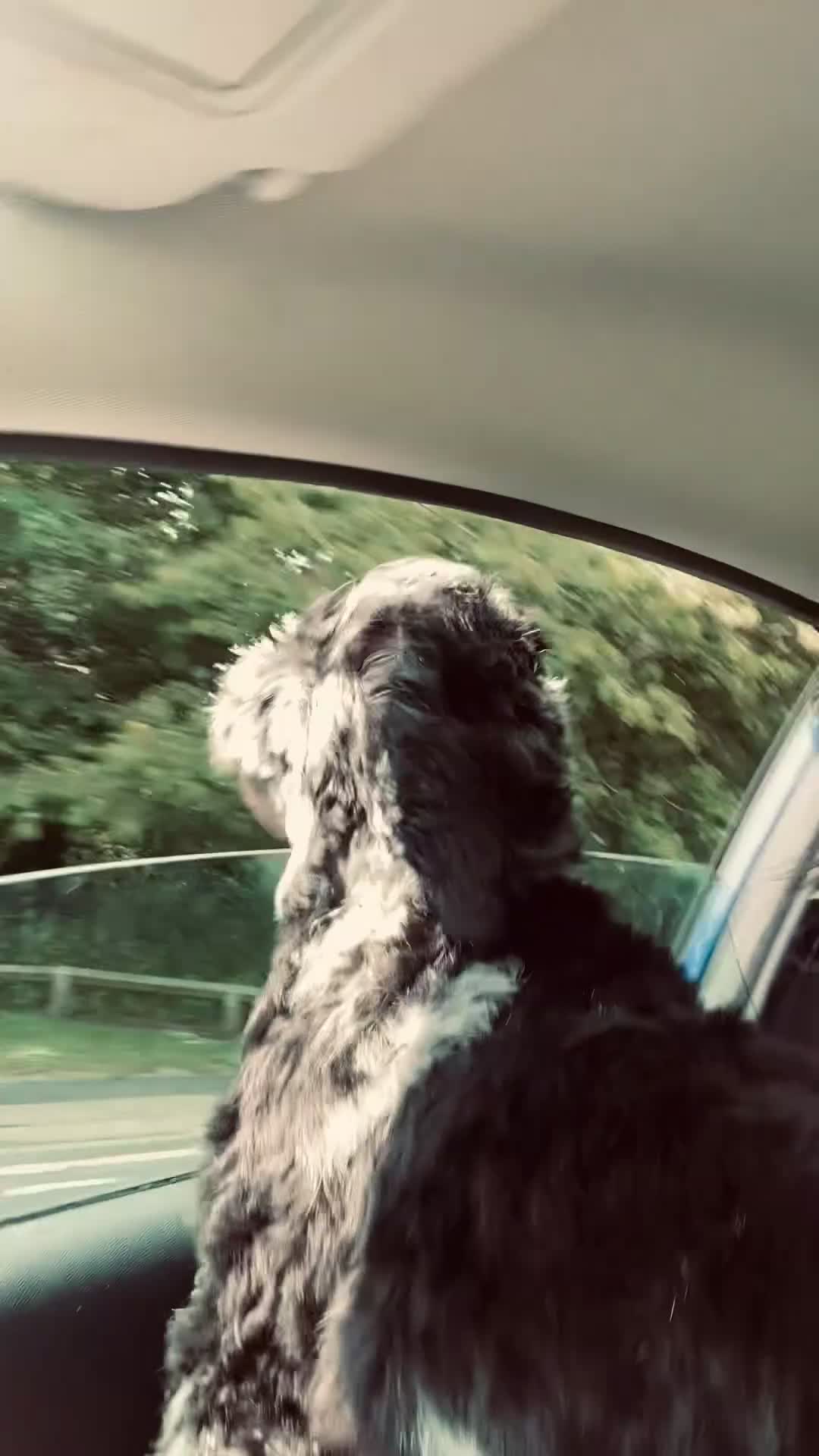 Cockapoo dogs for sale: Male, cockerpoo  - Video 1