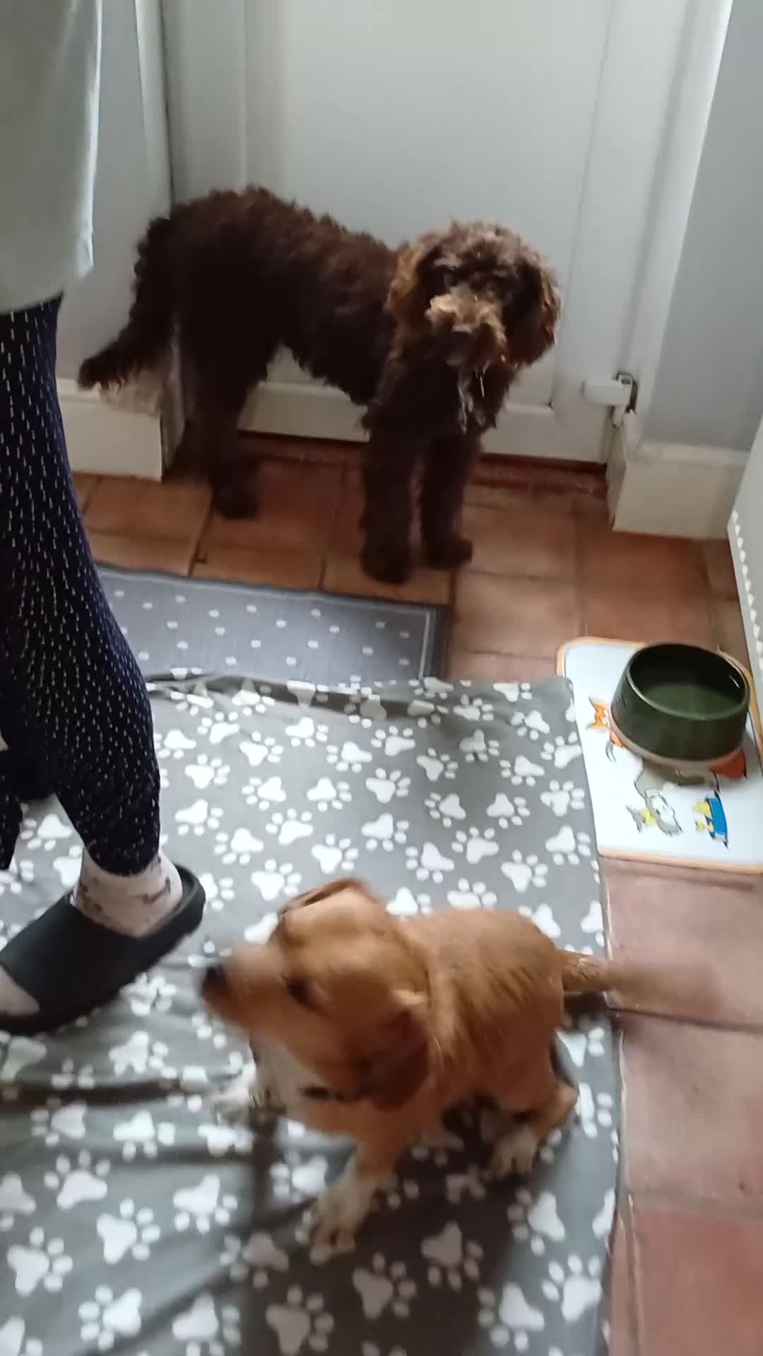 Bichon Frise dogs for adoption: Meet WALLACE - a Beautiful boy for a Loving Home - Video 1
