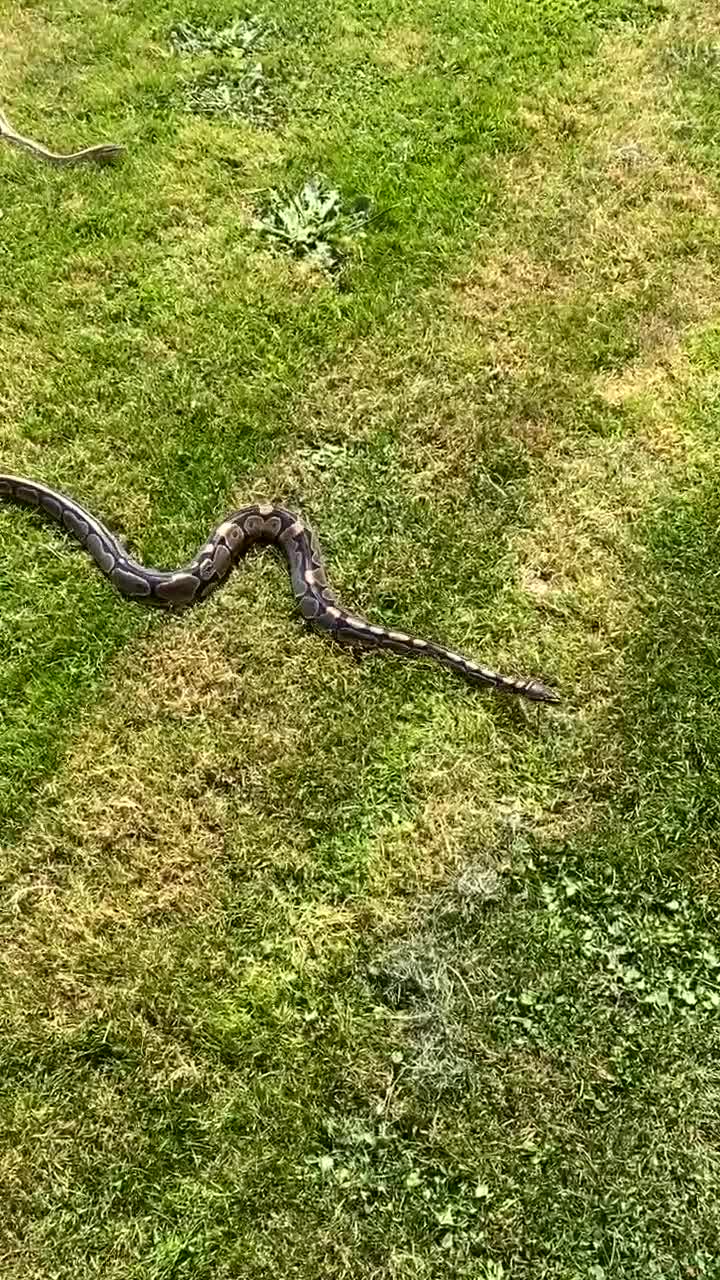 Python Snake reptiles for sale: 2 Ball pythons  - Video 1