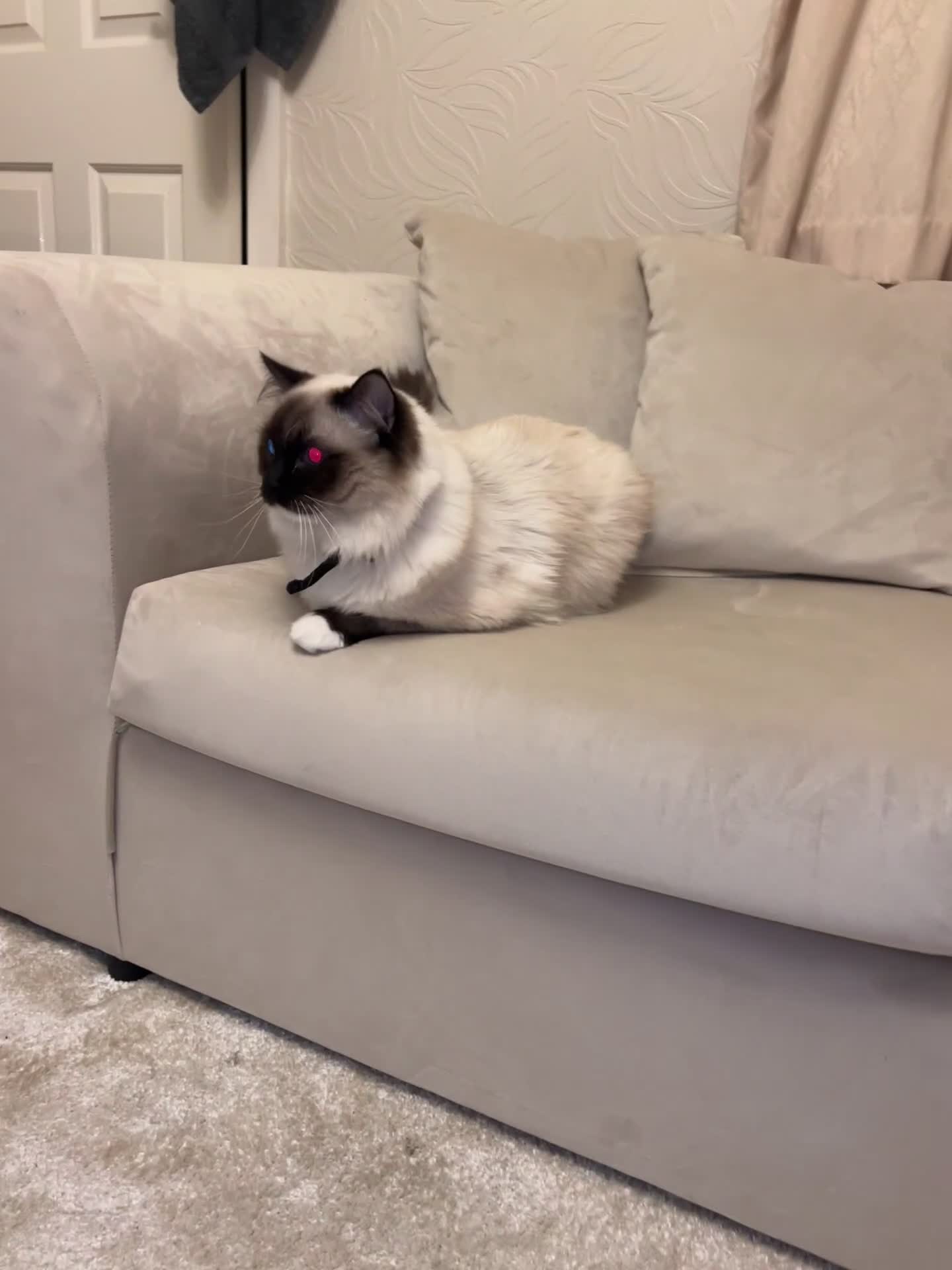 Ragdoll cats for stud: Ragdoll stud only  - Video 1