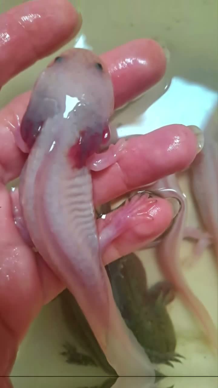 Axolotl reptiles for sale: Baby axolotls - Video 2