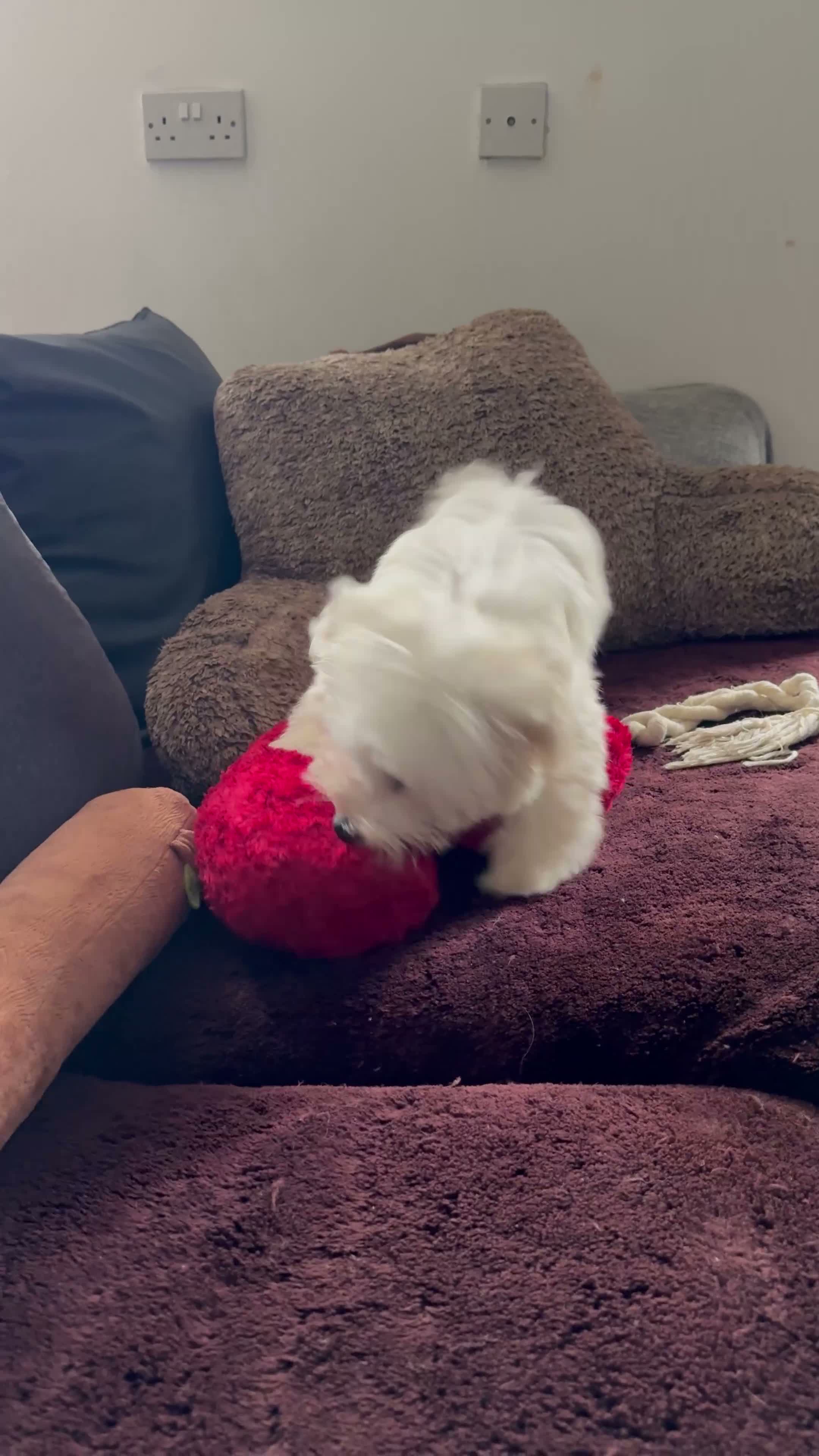 Bichon Frise dogs for sale: Meet Rio  - Video 3