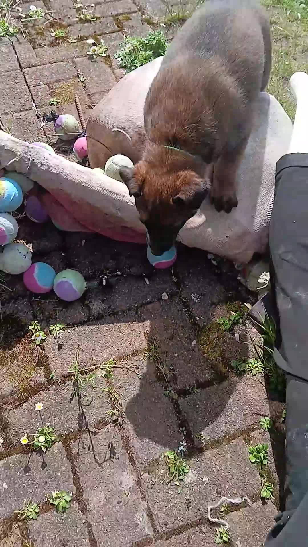 Belgian Shepherd Dog dogs for sale: Belgian Malinois knpv x ring sport fci ikc reg in Omagh - Video 2