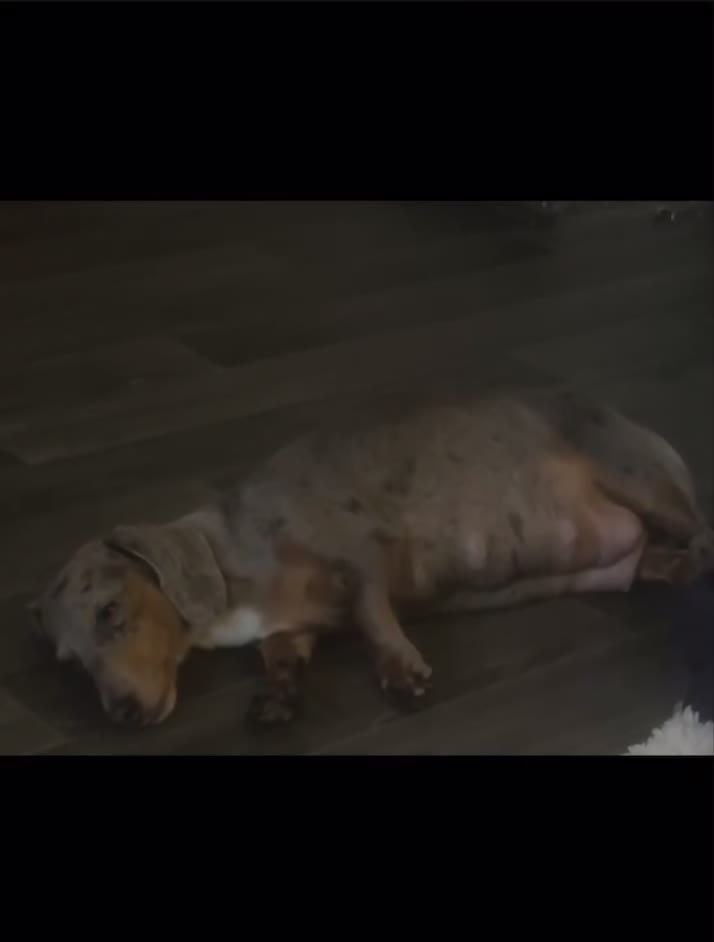 Miniature Dachshund dogs for sale: Stunning kc registered miniature dachshund puppies in Cardiff - Video 1