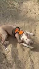Boston Terrier dogs for sale: KC Registered Boston Terrier Male Puppy - 7 Months in Wrexham - Video 1