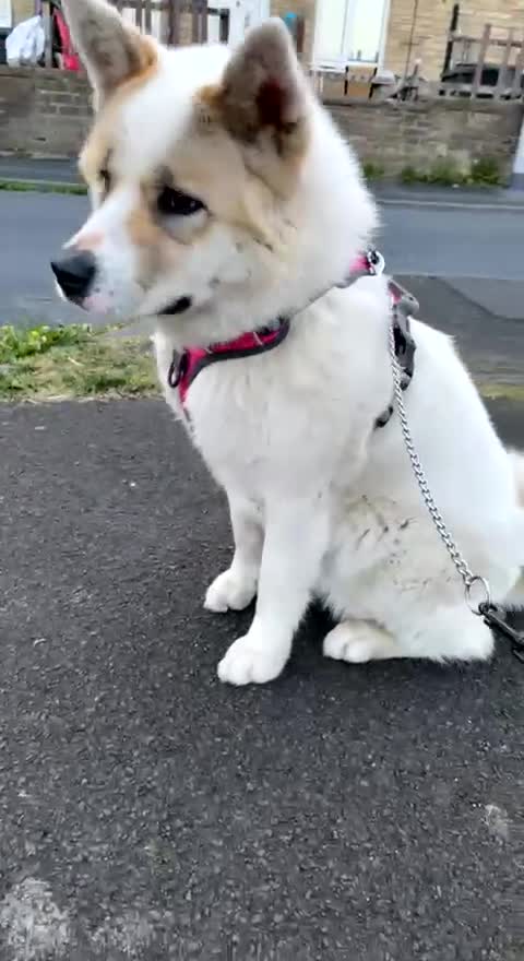 Akita dogs for sale: 2 female American akitas in need of a home!! - Video 1