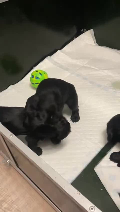 Cocker Spaniel dogs for sale: Working Cocker spaniel puppies KC registered  - Video 2