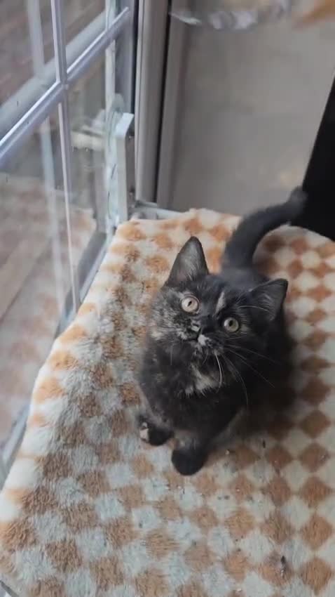 British Shorthair cats for sale: Gorgeous British Shorthair Kittens Ready Now! - Video 1