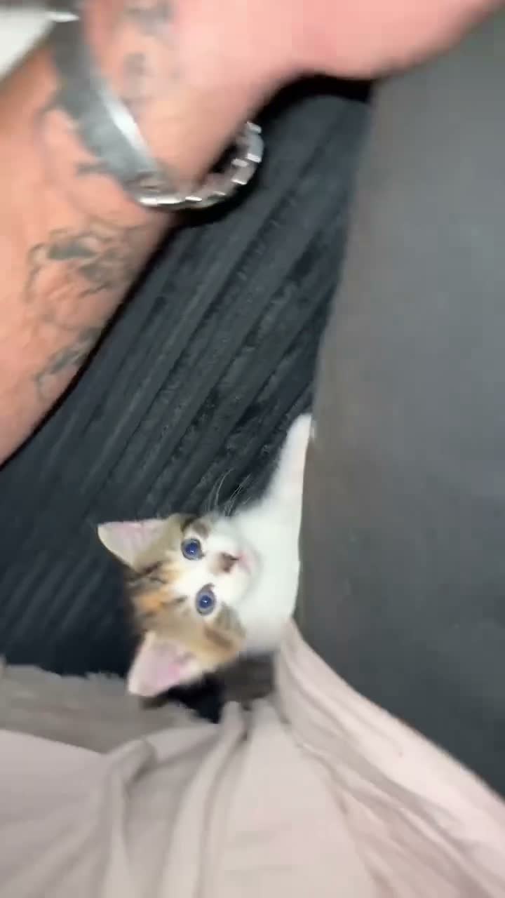 Domestic Shorthair cats for sale: Two beautiful female kittens for new home - Video 4