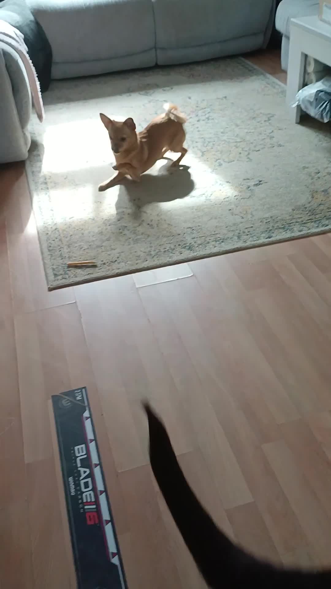 Mixed Breed dogs for sale: I'm Looking for my forever home - Video 1