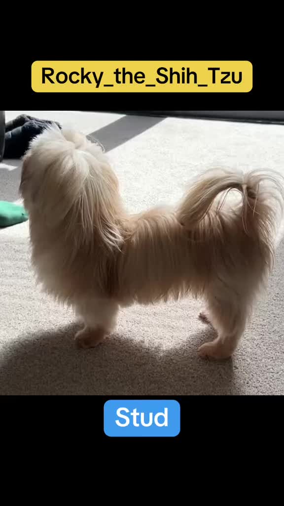 Shih Tzu dogs for stud: STUD Rocky 2.8kg Imperial Shih Tzu  in Glasgow - Video 1