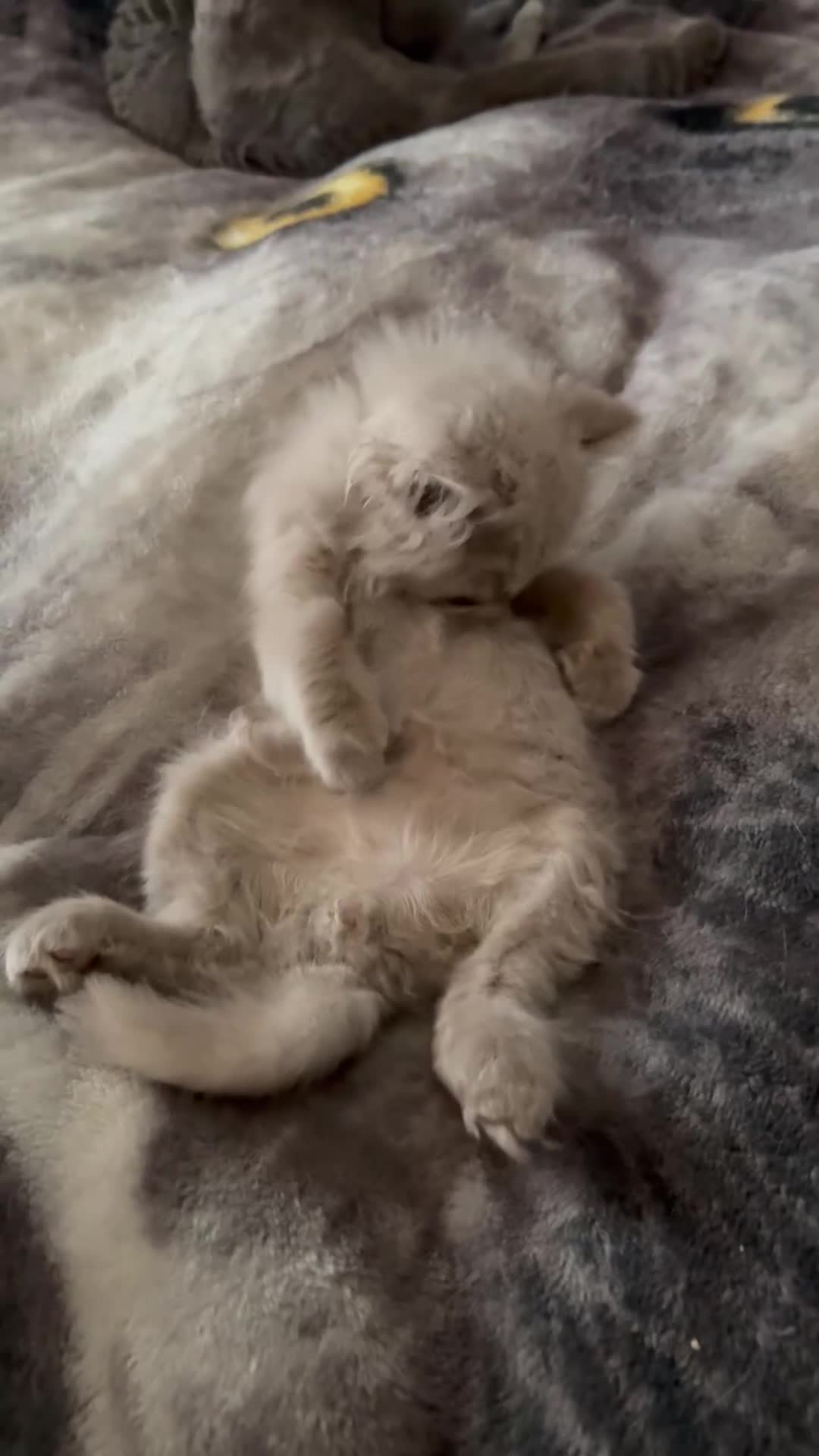 British Longhair cats for sale: British Longhair Lilac - Video 1