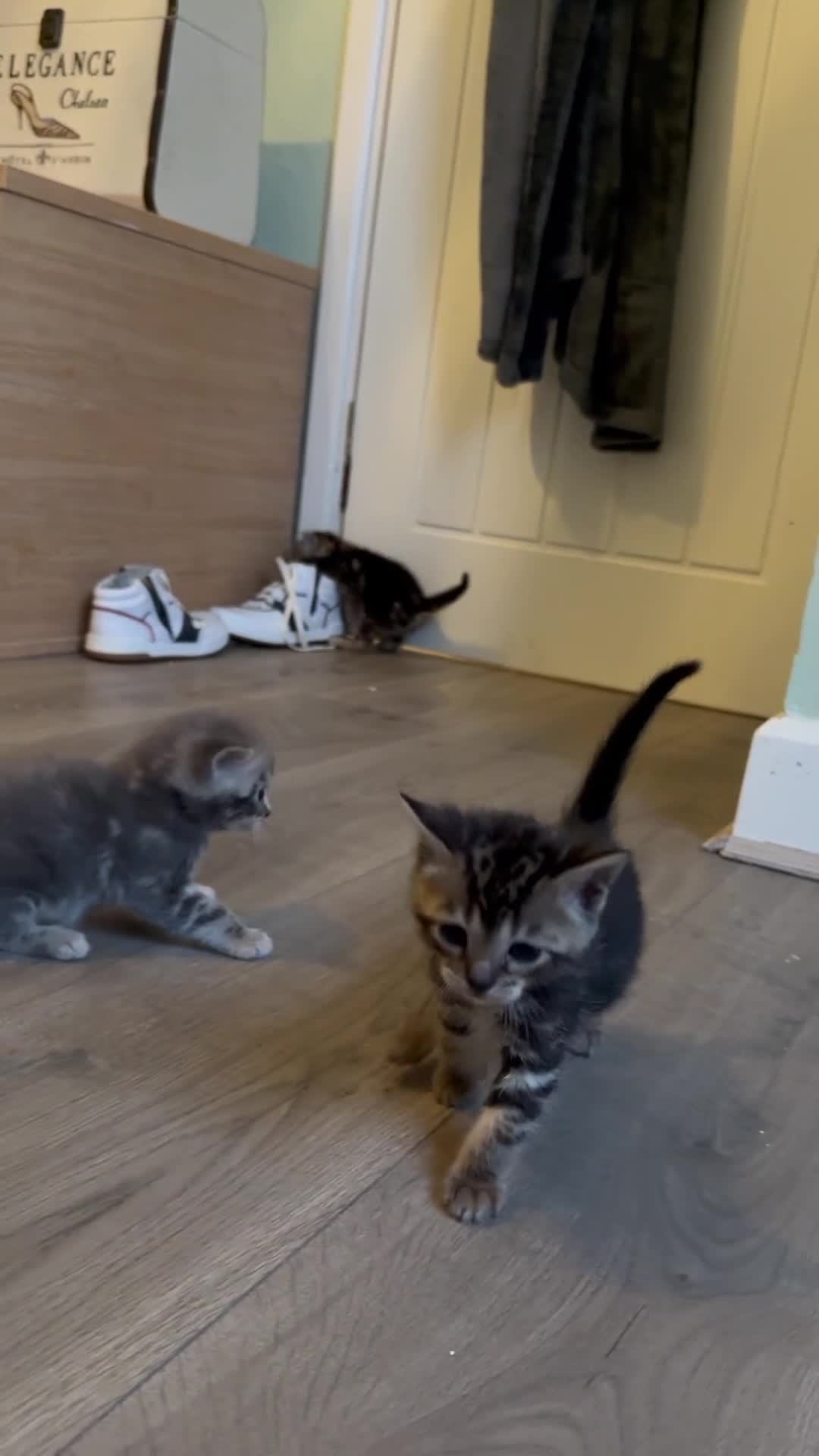 Bengal cats for sale: 3/4 bengal 1/4BSH - Video 1