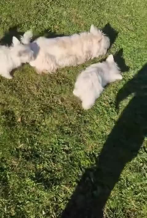 West Highland Terrier dogs for sale: KC Registered Westie Puppies - Video 1