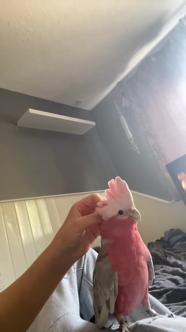 Parrots birds for sale: Galah cockatoo - Video 1