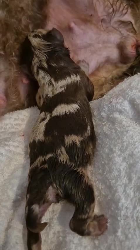 Shihpoo dogs for sale: Beautiful Chocolate & Tan Girl Ready Next Week  - Video 5