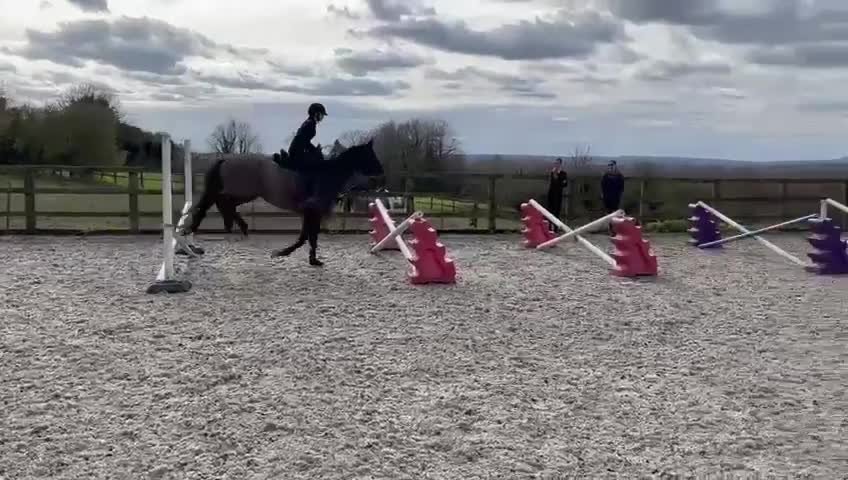 Irish Thoroughbred horses for sale: Ridding club hack, allrounder in Gillingham - Video 3