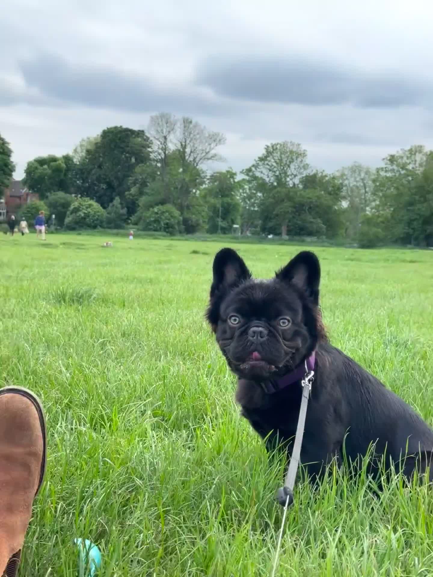 French Bulldog dogs for stud: Full fluffy French bulldog for Stud - Video 1