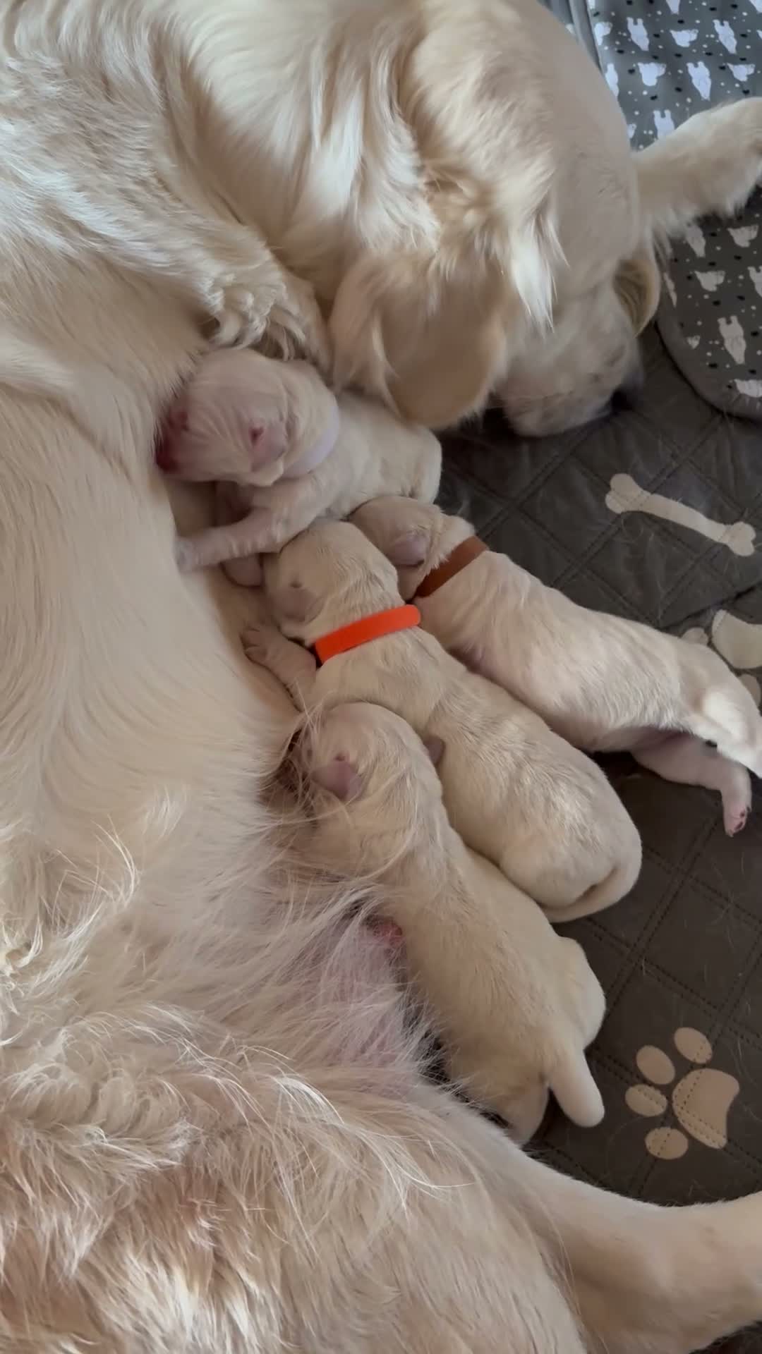 Golden Retriever dogs for sale: Stunning Cream Golden Retriever Puppies  - Video 2