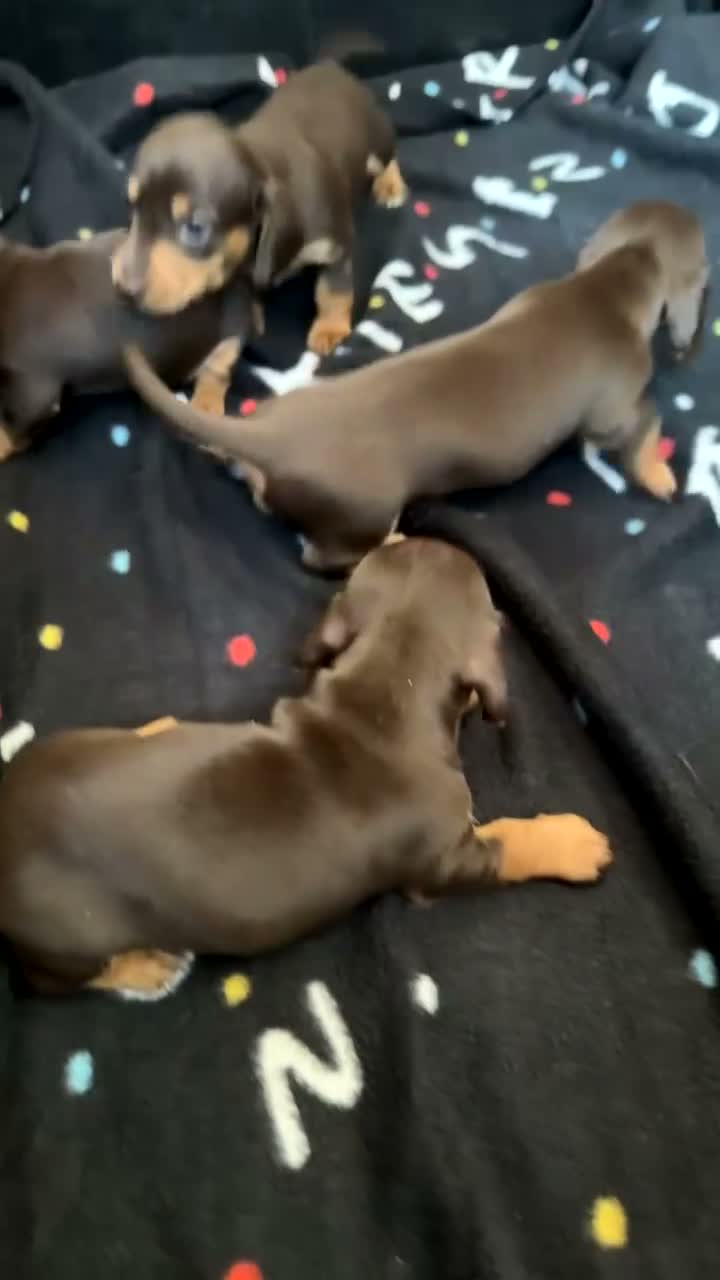 Miniature Dachshund dogs for sale: 5 STAR QUALITY MINIATURE DACHSHUND PUPS - Video 1
