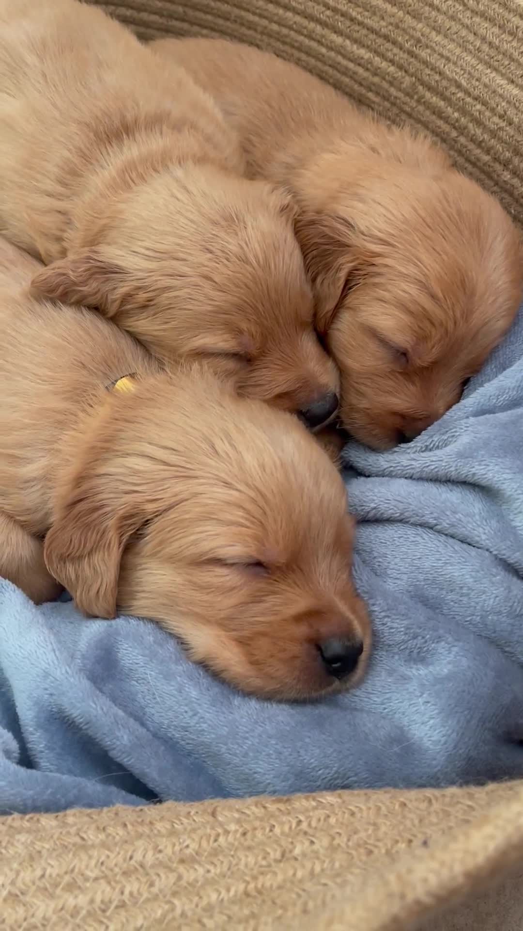 Golden Retriever dogs for sale: KC golden retriever puppies - Video 3