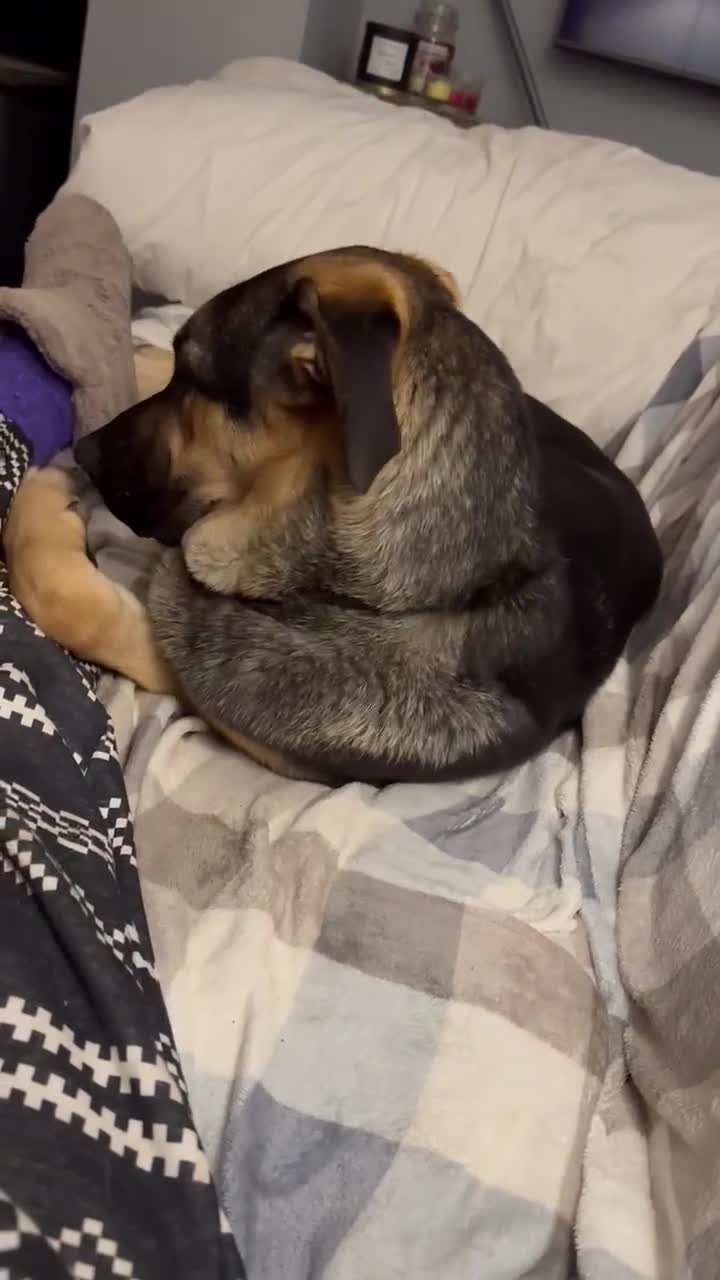 Mixed Breed dogs for adoption: Amigo the puppy that wants to be your friend - Video 4