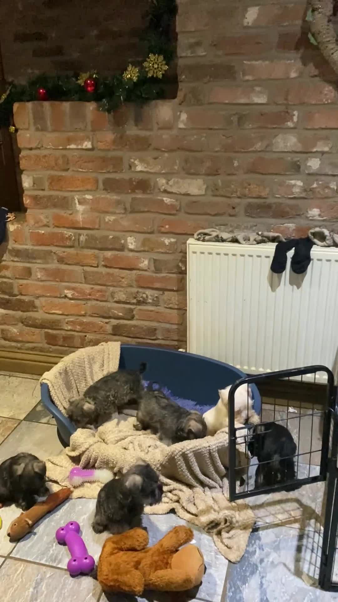 Miniature Schnauzer dogs for sale: Miniature schnauzer puppies  - Video 2