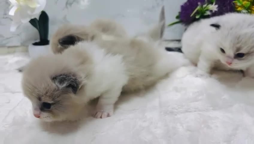 Ragdoll cats for sale:  Tica registered full pedigree ragdolls - Video 1