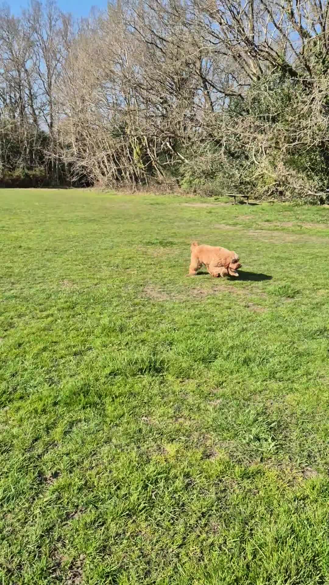 Cockapoo dogs for stud: Cockapoo F1  in Woking - Video 1