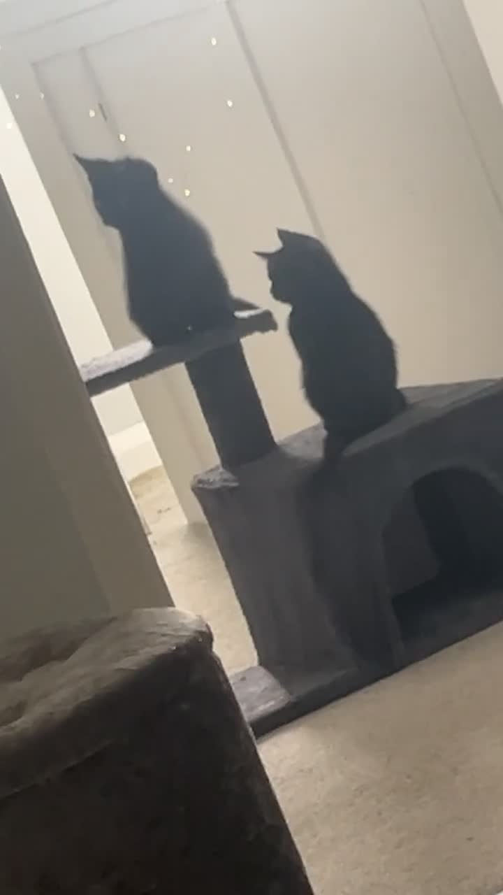 Mixed Breed cats for sale: 4 kittens  - Video 2